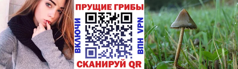 Галлюциногенные грибы ЛСД  Купить  Суджа 